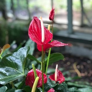 Meet your Posher, Brook